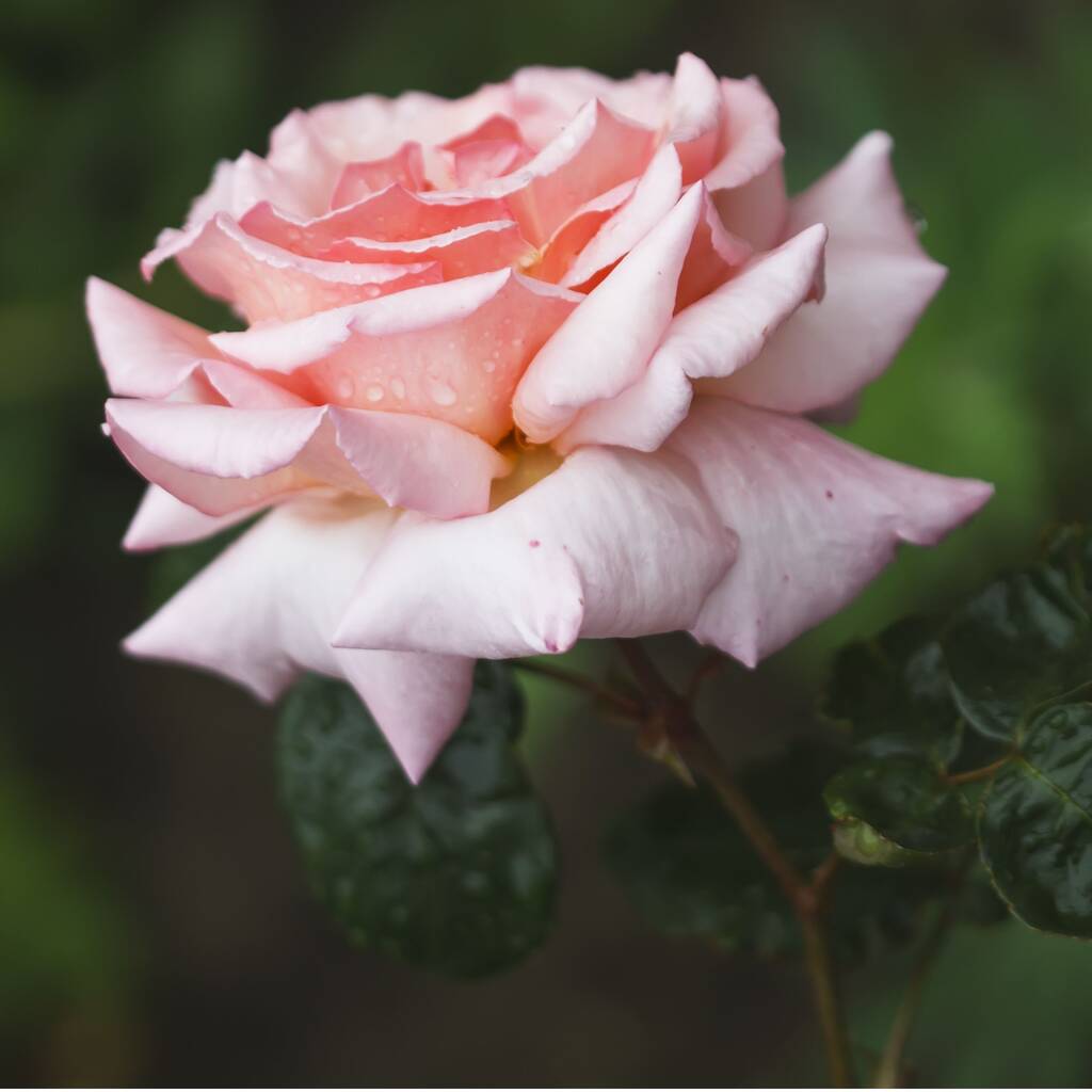 Climbing Rose 'Compassion' Plant In Five Litre Pot, 1 of 4