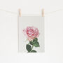 Spring Rose Photographic Flower Print, thumbnail 1 of 2