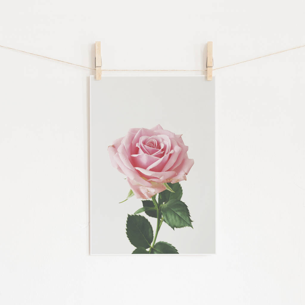 Spring Rose Photographic Flower Print, 1 of 2