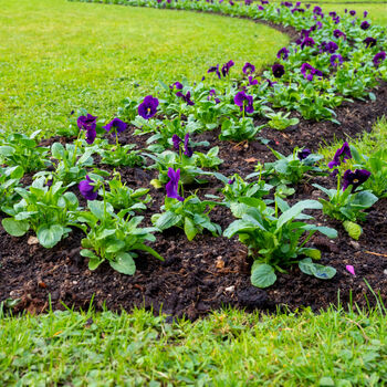 Flowers Pansy 'Neon Violet' Six X Full Plant Pack, 3 of 5