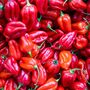 Chilli Plant 'Scotch Bonnet Red' 18x Plug Plant Pack, thumbnail 7 of 8