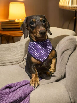 Classic Polka Dot Dog Bandana In Red, Green Or Purple, 6 of 12