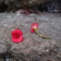 Poppy Bracelet | Sterling Silver Oval Links Bracelet With Real Flowers, thumbnail 4 of 8
