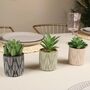 Set Of Three Artificial Succulent Plants In Pot, thumbnail 5 of 8