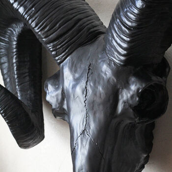 Decorative Black Ram Skull Wall Head, 3 of 4