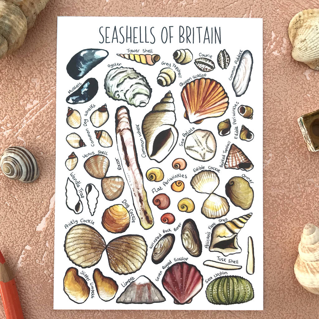 Seashells Of Britain Illustrated Postcard, 1 of 10