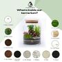 Beginner Friendly Bonsai Terrarium Kit | 'Perth', thumbnail 7 of 12