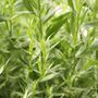 Herb Plants Tarragon 12 X Large Plug Plant Pack, thumbnail 4 of 6