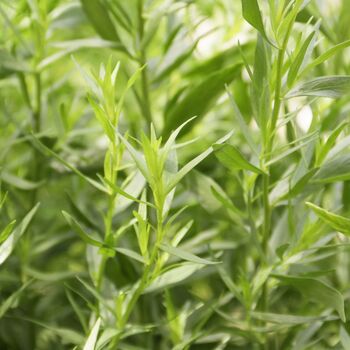 Herb Plants Tarragon 12 X Large Plug Plant Pack, 4 of 6