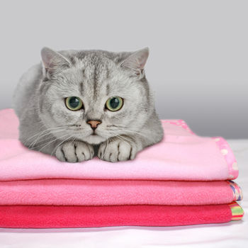 Personalised Cat Blanket, 11 of 12