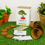 Grow Your Own Bonsai Tree Kit, thumbnail 2 of 4