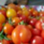 Soup Seedtubes, thumbnail 2 of 6