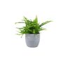 Boston Fern Nephrolepis In 12cm Ceramic Pot, thumbnail 4 of 9