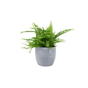 Boston Fern Nephrolepis In 12cm Ceramic Pot, 4 of 9