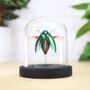 Ruficornis Sternocera Jewel Beetle Insect Bug Entomology Taxidermy Bell Jar, thumbnail 1 of 3