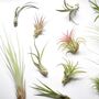 Driftwood And Air Plant Display Home Office Decor, thumbnail 2 of 4