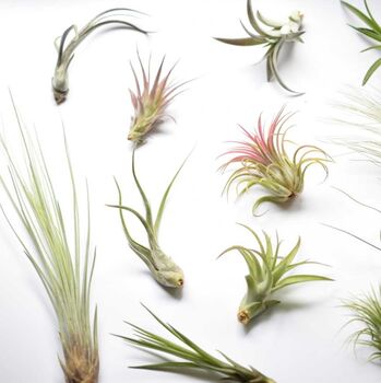 Driftwood And Air Plant Display Home Office Decor, 2 of 4