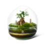 Diy Large Terrarium Kit With Ficus Bonsai | 'Osaka', thumbnail 4 of 12
