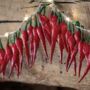 Realistic Chilli Pepper Fairy Lights, thumbnail 2 of 3