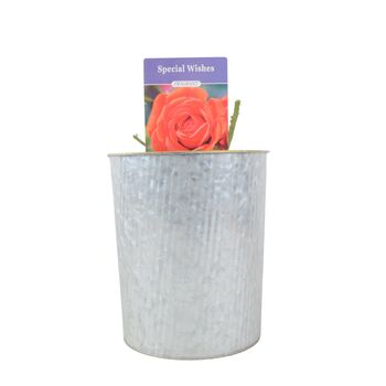 Special Wishes Rose – Free Standard Gift Wrap, 4 of 5