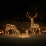 Large Studley Rattan Light Up Reindeer Family, thumbnail 3 of 3