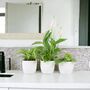 Bathroom Houseplant Trio – Peace Lily, Philodendron, Spider, thumbnail 1 of 2