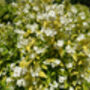 Mock Orange Plants 'Philadelphus 'Coronarius', thumbnail 5 of 6