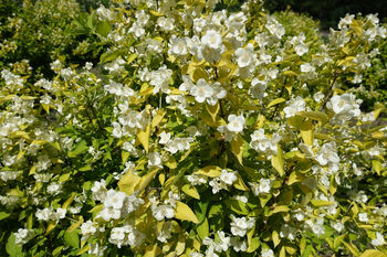 Mock Orange Plants 'Philadelphus 'Coronarius', 5 of 6