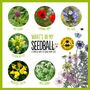 Hedgehog Seedball Wildflower Seed Ball Mix Tin, thumbnail 4 of 10