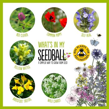 Hedgehog Seedball Wildflower Seed Ball Mix Tin, 4 of 10