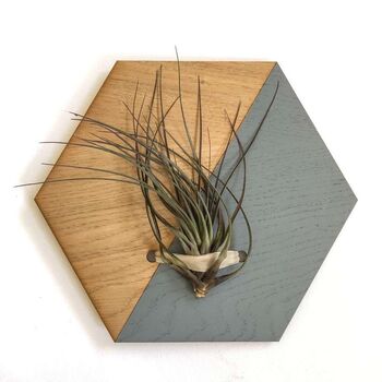 Indoor Wall Hanging Planter, Air Plants Display, 5 of 11