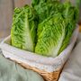 Salad Plants Lettuce 'Little Gem' Plug Plant Packs, thumbnail 2 of 5