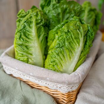 Salad Plants Lettuce 'Little Gem' Plug Plant Packs, 2 of 5