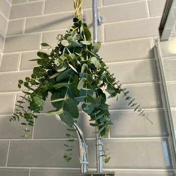 Fresh Shower Eucalyptus Bundle, 5 of 9