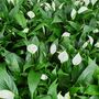 Houseplant Spathiphyllum 'Peace Lily' One X 13cm Pot, thumbnail 4 of 5