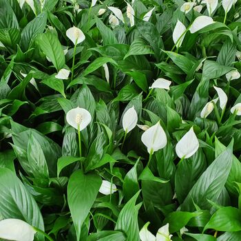 Houseplant Spathiphyllum 'Peace Lily' One X 13cm Pot, 4 of 5