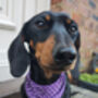 Classic Polka Dot Dog Bandana In Red, Green Or Purple, thumbnail 8 of 12