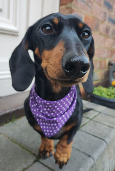 Classic Polka Dot Dog Bandana In Red, Green Or Purple, 8 of 12