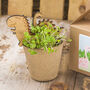Dinosaur Jungle Seed Kit: Grow Your Own, Kids Party Bag, thumbnail 3 of 8