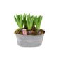 Hyacinth Planted Trough – 5 Fragrant Spring Bulbs In Metal, thumbnail 3 of 5
