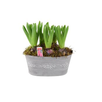 Hyacinth Planted Trough – 5 Fragrant Spring Bulbs In Metal, 3 of 5