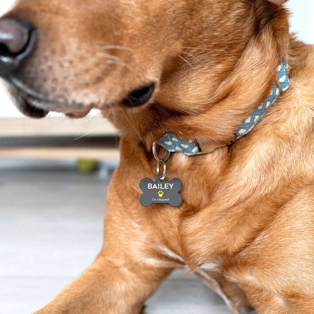 Personalised Special Needs Pet ID Tag By The Little Picture Company