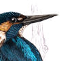 Kingfisher Giclée Art Print, thumbnail 3 of 4