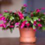 Christmas Cactus Pink 'Exotic Dancer' One X 13cm Pot, thumbnail 3 of 5