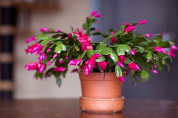 Christmas Cactus Pink 'Exotic Dancer' One X 13cm Pot, 3 of 5