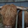 Medium Longhorn Highland Cow With Personalised Heart, thumbnail 3 of 5