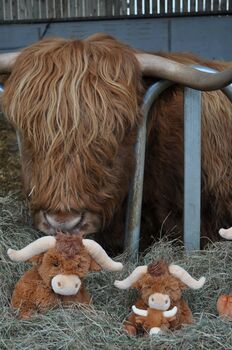 Medium Longhorn Highland Cow With Personalised Heart, 3 of 5