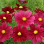 Grow Your Own Ruby Wedding Anniversary Garden, thumbnail 4 of 4