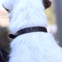 Personalised Brown Or Black Leather Dog Name Collar, thumbnail 4 of 12