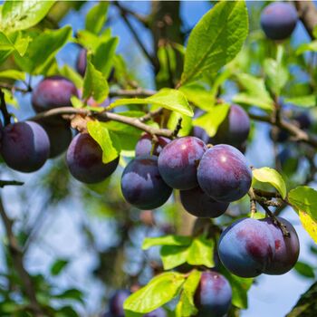 Plum Jubilee Fruit Trees Bare Rooted Plant, 4 of 5